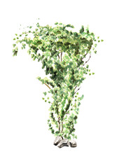 Ivy  plant, Hand drawn watercolor illustration isolated on white background