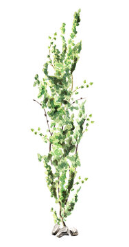 Ivy  plant, Hand drawn watercolor illustration, isolated on white background