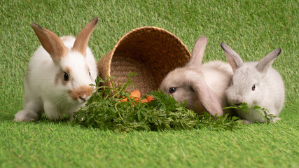 Three baby bunny rabbits eating baby carrots from the basket on the green grass background.