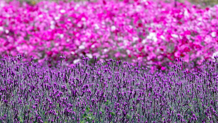 Violet Lavender flowers with blurry background of Lavender and pink cosmos.