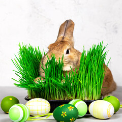 Rabbit with Easter eggs and fresh green grass on a gray background. Close up. Easter concept.