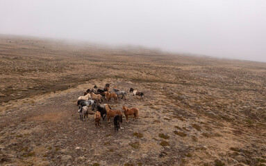 Herd of horses in the clouds