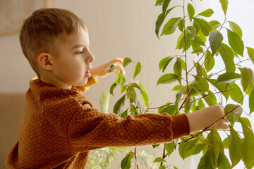 Adorable, cute boy caring of indoor plants at home. A little helper in the household, leisure...