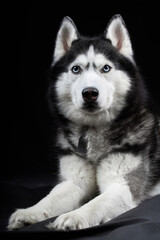 Beautiful Siberian Husky dog with blue eyes, posing in studio on dark background