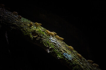 A cicada molting process. Cicada metamorphosis molt. The transformation into an adult insect. Beautiful scene insect molting cicada on tree in nature.