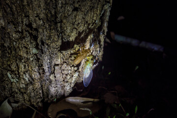 A cicada molting process. Cicada metamorphosis molt. The transformation into an adult insect. Beautiful scene insect molting cicada on tree in nature.