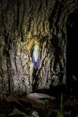 A cicada molting process. Cicada metamorphosis molt. The transformation into an adult insect....