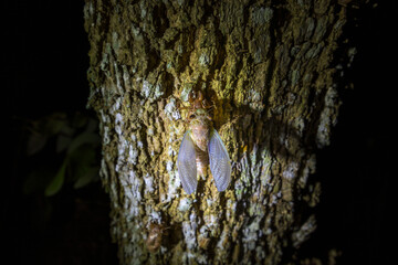 A cicada molting process. Cicada metamorphosis molt. The transformation into an adult insect. Beautiful scene insect molting cicada on tree in nature.