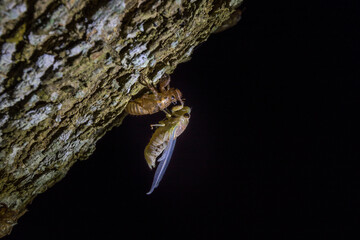 A cicada molting process. Cicada metamorphosis molt. The transformation into an adult insect. Beautiful scene insect molting cicada on tree in nature.