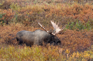 Bull Alaska Yukon Moose in Denali National Park Alaska in Autumn