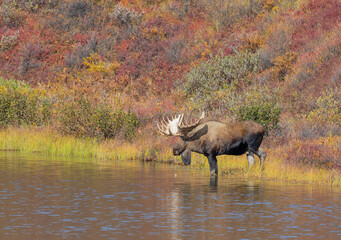 Fototapeta premium Bull Alaska Yukon Moose in Denali National Park Alaska in Autumn