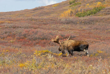 Bull Alaska Yukon Moose in Denali National Park Alaska in Autumn