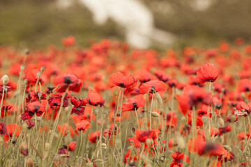 Beautiful large red poppy field in the mountains
