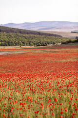 Beautiful large red poppy field in the mountains