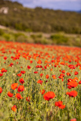 Beautiful large red poppy field in the mountains
