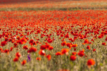 Beautiful large red poppy field in the mountains