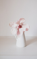 Beautiful fresh pastel pink magnolia flower in full bloom in vase against white background. Spring still life. Copy space.