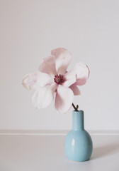 Beautiful fresh pastel pink magnolia flower in full bloom in little vase against white background....