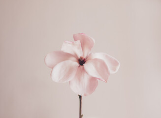 Beautiful fresh pastel pink magnolia flower in full bloom against white background. Minimalist spring still life. Copy space for text.