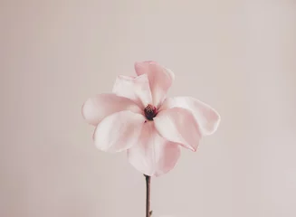 Gordijnen Beautiful fresh pastel pink magnolia flower in full bloom against white background. Minimalist spring still life. Copy space for text. © Iryna