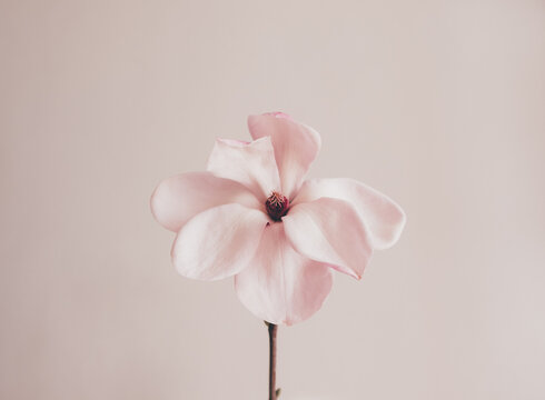 Fototapeta Beautiful fresh pastel pink magnolia flower in full bloom against white background. Minimalist spring still life. Copy space for text.