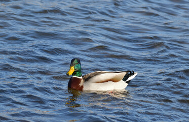 Canard colvert sur un lac