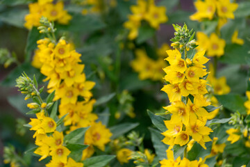 The Flowerbed with the Lysimachia vulgaris, macro