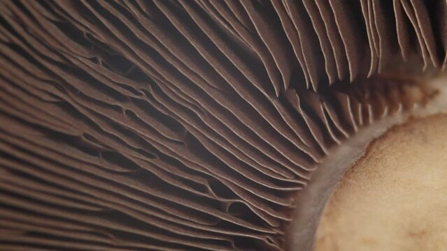 Mushroom Portobello Close Up Rotating Champignon. Macro Video of Raw Food. Hymenophore Lamellae Background