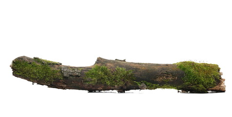 Green moss on rotten branch isolated on white, side view - obrazy, fototapety, plakaty