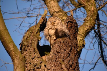 owl on a branch