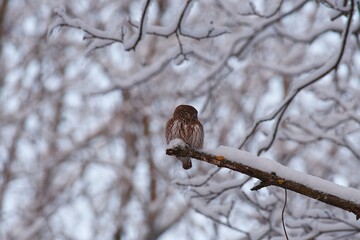 owl on a branch
