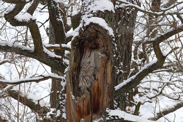 owl in tree