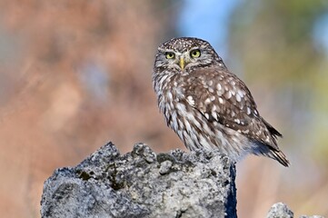 owl on a branch