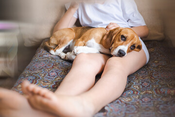 Beagle dog on the lap of the owner in the apartment.