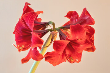 Cluster of four vibrant red amarlllis blossoms at tip of tall flower stalk. Colorful trumpet-shaped flowers are isolated on beige background.