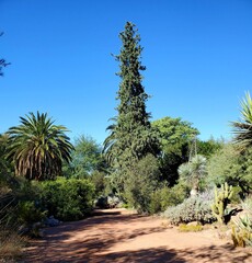 Fototapeta premium trees in the desert