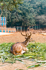Spotted Deer in the park eating grass