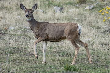 Mule Deer doe that is alert 