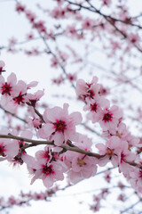 almond tree bloom