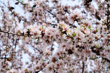 almond tree bloom