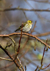 sparrow on branch