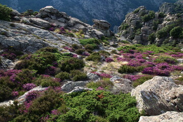 Heather patches and rocks on the Caroux, near the Colombières gorges (Hérault, Haut Languedoc, France).