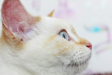 cute beautiful white cat with blue eyes. fluffy white fur. red ears and tail. sits on a bright background and looks at the camera with big eyes Surprised cat face. Blur the cat's face Copyspace. Macro
