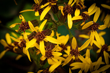 group of yellow flowers on dark background