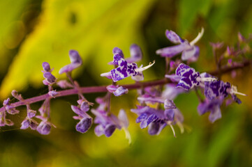 bouquet of mallow flowers in a line standing out against the background
