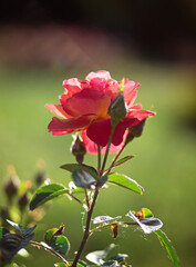 Blooming red rose on a blurry green background
