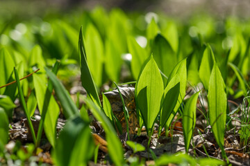 Young wild garlic leaves in the spring forest close-up - obrazy, fototapety, plakaty