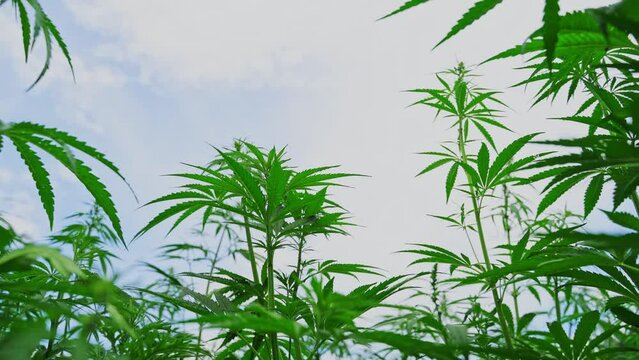 Cannabis green plant. Anti law herb. Cbd field. Hemp garden. Medicine outdoor background. Drug agriculture. Smoking nature farm. Oil weed. Science culture