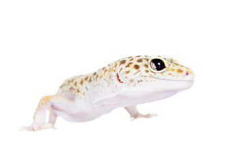 Cute Leopard Gecko on a white background