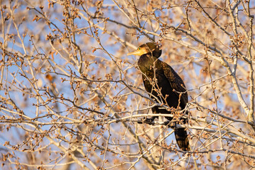 Great cormorant (Phalacrocorax carbo) perched in a branch at sunset